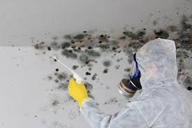 Best Black Mold Removal  in Mill Creek, WA